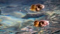 Cute little duckling swimming alone in a lake with green water Royalty Free Stock Photo