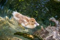 Cute little duckling swimming alone in a lake with green water Royalty Free Stock Photo