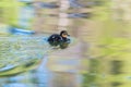 Cute little duckling swimming Royalty Free Stock Photo