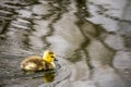 Cute little duckling swimming alone in a pond Royalty Free Stock Photo