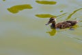 Cute duckling swimming in the pond Royalty Free Stock Photo