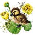 Cute little duckling. yellow water lily watercolor background. Royalty Free Stock Photo