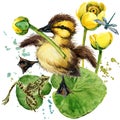 Cute little duckling. yellow water lily watercolor background. Royalty Free Stock Photo