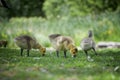 Ducklings gracing on the green grass