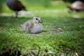 Ducklings resting and gracing on the green grass