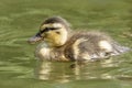 Cute little ducklings in the water