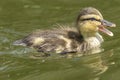 Cute little ducklings in the water