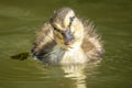 Cute little ducklings in the water