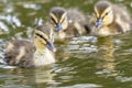 Cute little ducklings in the water