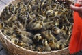 Cute little ducks Royalty Free Stock Photo