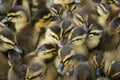 Cute little ducks Royalty Free Stock Photo
