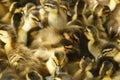 Cute little ducks Royalty Free Stock Photo