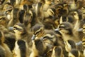 Cute little ducks Royalty Free Stock Photo