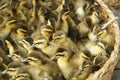 Cute little ducks Royalty Free Stock Photo