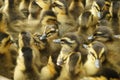 Cute little ducks Royalty Free Stock Photo