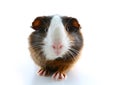 Cute little dutch guinea pig on studio white background. Isolated white pet photo. Sheltie peruvian pigs with symmetric pattern. D