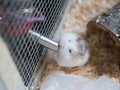 Cute little dwarf hamster Roborovski drinking Royalty Free Stock Photo