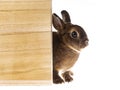 Cute little dwarf rex rabbit Royalty Free Stock Photo