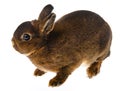 Cute little dwarf rex rabbit isolated on a white background Royalty Free Stock Photo