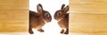 cute little dwarf rex rabbits