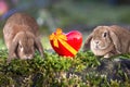 Cute little easter bunnies on grass Royalty Free Stock Photo