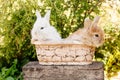 Cute Little Easter Bunny Royalty Free Stock Photo