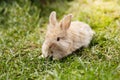 Cute Little Easter Bunny Royalty Free Stock Photo