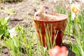 Cute Little Easter Bunny Royalty Free Stock Photo