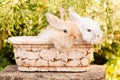 Cute Little Easter Bunny Royalty Free Stock Photo