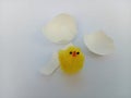 Cute little easter chick just hatched from its egg on a white background Royalty Free Stock Photo