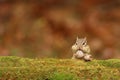 Cute Little Eastern Chipmunk with acorns and Full cheek pouches in Fall Royalty Free Stock Photo