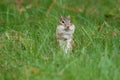 Cute Little Eastern Chipmunk in Fall with Chubby Cheeks