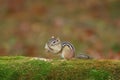 Cute Little Eastern Chipmunk Eating Peanuts with Full cheek pouches in Fall