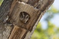 Cute little eastern screech owl sticking head out of nest hole in tree stump in Central Florida