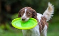 Cute little English Springer Spaniel with wagging tail fetching a yellow flying disc