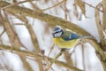 Cute little Eurasian Blue Tit bird in blue yellow sitting on tree branch all alone while snowing