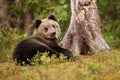 Cute little Eurasian brown bear cub playing Royalty Free Stock Photo