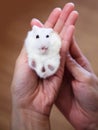 Cute Little Exotic Female Winter White Dwarf Hamster lying down on owner hand. Domesticated House Pets health care, Caring Tips Royalty Free Stock Photo