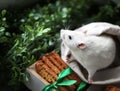 Cute little fancy pet mouse with festive baked cookies and satin ribbon bow in front of green grass and leaves backgroung with cop Royalty Free Stock Photo