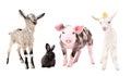 Cute little farm animals, standing together Royalty Free Stock Photo