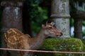 Cute little fawn standing near the pillars with Japanese hieroglyphs, close-up Royalty Free Stock Photo