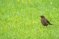 Cute little female Eurasian Blackbird, Juvenile Common Blackbird Royalty Free Stock Photo