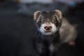 Cute little ferret facing the camera