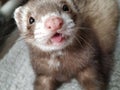 Cute little ferret smiling Royalty Free Stock Photo