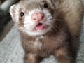 Cute little ferret smiling