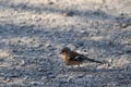 Cute little finch bird on the ground Royalty Free Stock Photo