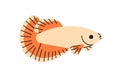 Cute little fish with big fins. Tropical exotic marine water animal. Ornamental aquarium fauna. Miniature sea and ocean