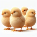 cute little fluffy baby chicks on white