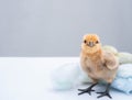 Cute little fluffy feather chick isolated on white background. newborn chick design and decorative work. farm and agriculture or Royalty Free Stock Photo