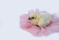 Cute little fluffy feather chick isolated on white background. newborn chick design and decorative work. farm and agriculture